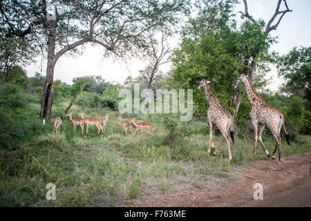 Afrique du Sud - Parc National Kruger Girafe (Giraffa camelopardalis) Banque D'Images
