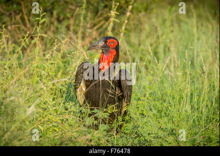 Afrique du Sud - Parc National Kruger Calao terrestre du sud (Bucorvus cafer) Banque D'Images