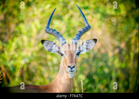 Afrique du Sud - Parc National Kruger Impala (Aepyceros melampus) Banque D'Images