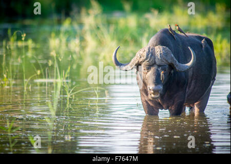 Afrique du Sud - Parc National Kruger Buffle (Syncerus caffer) Bec rouge Ox Pecker Banque D'Images