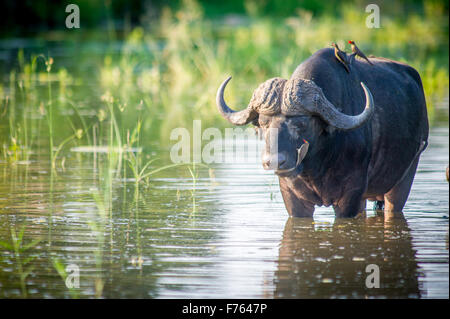 Afrique du Sud - Parc National Kruger Buffle (Syncerus caffer) Bec rouge Ox Pecker Banque D'Images