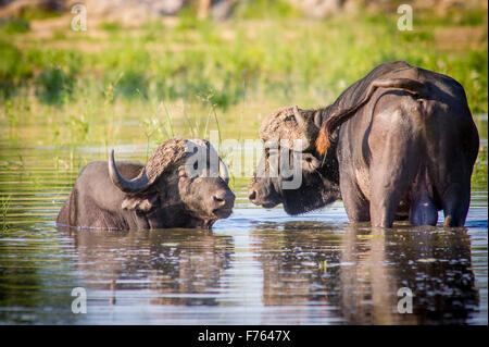 Le Parc National Kruger, Afrique du Sud - African buffalo ou buffle (Syncerus caffer) Banque D'Images