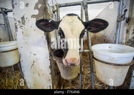 L'AFRIQUE DU SUD- vaches sur ferme laitière Banque D'Images