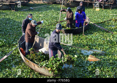 Hefei, Chine, Anhui Province. 26 Nov, 2015. Les pêcheurs nettoyer le Lac Chaohu à Hefei, Chine de l'est l'Anhui Province, le 26 novembre 2015. © Du Yu/Xinhua/Alamy Live News Banque D'Images