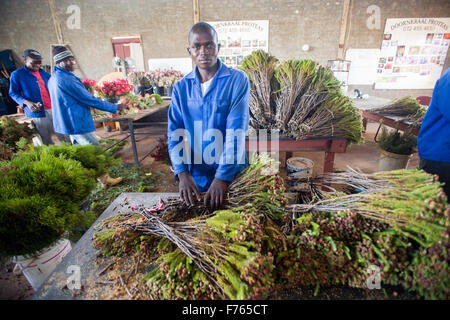 L'AFRIQUE DU SUD- les travailleurs de "Savane du petit Cayenne" Protea flowering plant nursery. Banque D'Images