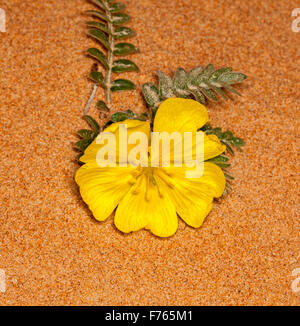 Fleurs jaune vif & feuilles de Tribulus hystrix, Porcupine / dune crevaison de vigne, de fleurs sauvages de l'Australie en croissant de sable rouge dans le désert de l'outback Banque D'Images