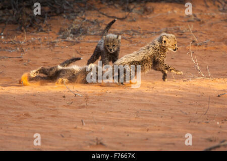 Cheetah d'Oursons jouant sur une dune de sable dans le parc transfrontalier de Kgalagadi Banque D'Images