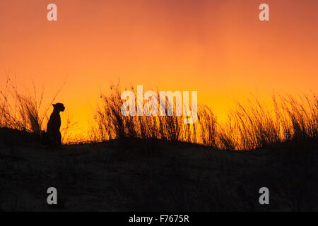 Le guépard se découpant au sommet d'une dune de sable au coucher du soleil dans le parc transfrontalier de Kgalagadi Banque D'Images