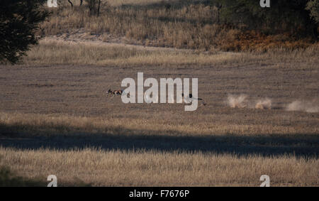Le guépard courir après un springbok dans le parc transfrontalier de Kgalagadi Banque D'Images