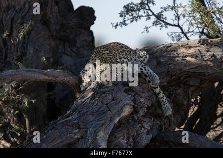 Leopard s'étendre dans un arbre dans le parc transfrontalier de Kgalagadi Banque D'Images