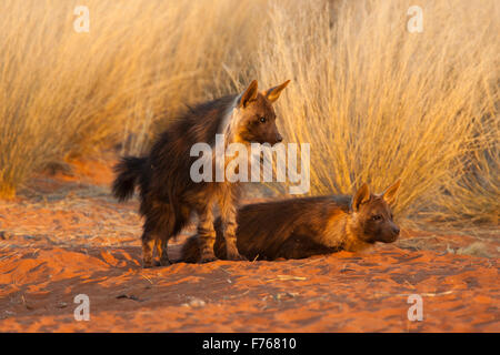 Hyène brune d'oursons à leur tanière dans le parc transfrontalier de Kgalagadi Banque D'Images