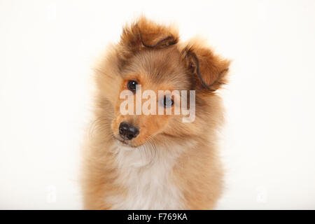 Chiot, sheltie, sable blanc, 3 mois|Sheltie, Welpe, sable blanc, 3 Monate Banque D'Images