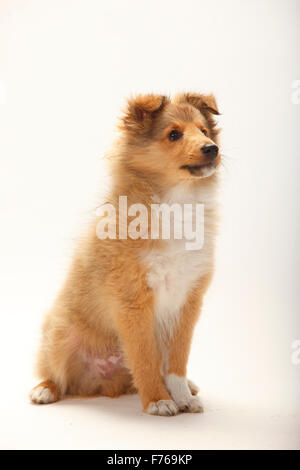 Chiot, sheltie, sable blanc, 3 mois|Sheltie, Welpe, sable blanc, 3 Monate Banque D'Images