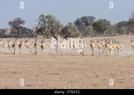 Grand troupeau de springbok courir loin de lions qui sont visibles dans l'arrière-plan dans le parc transfrontalier de Kgalagadi Banque D'Images