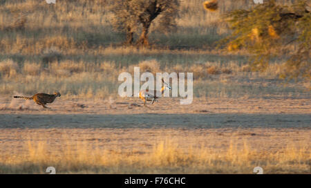 Le guépard courir après un springbok dans le parc transfrontalier de Kgalagadi Banque D'Images