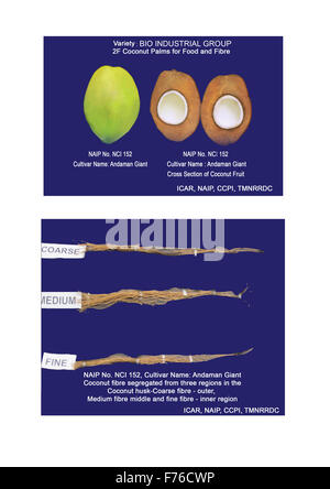 BIO-CULTURE INDUSTRIELLE - COCOTIER - R&D de Cocotier (Cocos nucifera L) "fruit" dans une manière holistique - livelihoo assure Banque D'Images