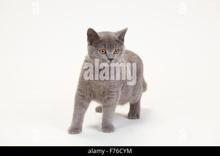 British Shorthair, femme, bleu|Britisch Kurzhaar, weiblich, blau Banque D'Images