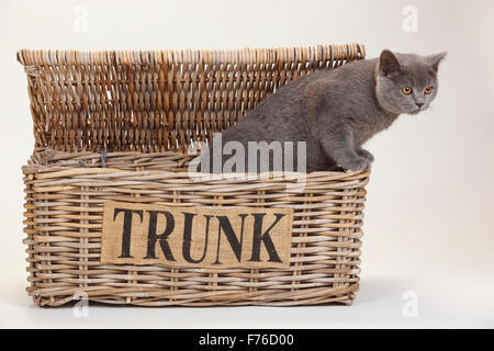 British Shorthair, femme, bleu|Britisch Kurzhaar, weiblich, blau Banque D'Images