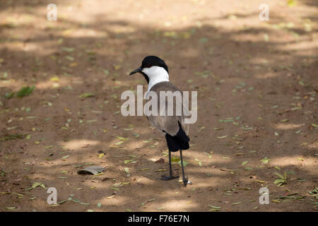 Forge plover Vanellus armatus Kenya Tsavo East National Park Banque D'Images