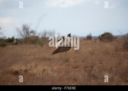 Outarde Kori Ardeotis kori affichage dans les prairies sèches du Kenya Tsavo East National Park Banque D'Images