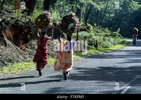 Des femmes transportant du bois de chauffage, kodaikanal, Tamilnadu, Inde, Asie Banque D'Images