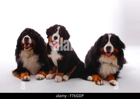 Bernois, les mâles avec puppy, 3 mois|Berner Sennenhund, Rueden mit Welpe, 3 Monate Banque D'Images