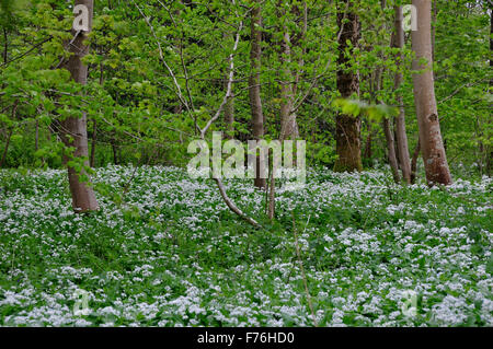 Ramsons ou ail sauvage dans les bois au printemps Banque D'Images