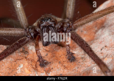 Maison Européenne géant, araignée araignée araignée, homme Hauswinkelspinne Haus-Winkelspinne,,, Hausspinne, Männchen, Tegenaria atrica Banque D'Images