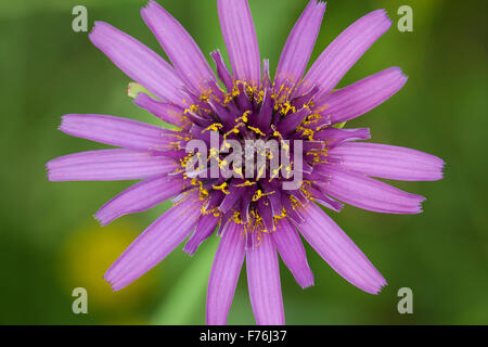 Salsifis, pourpre, barbe, Haferwurzel Haferwurz Habermark Purpur-Bocksbart,,, Tragopogon porrifolius Tragopogon porrifolium, Banque D'Images