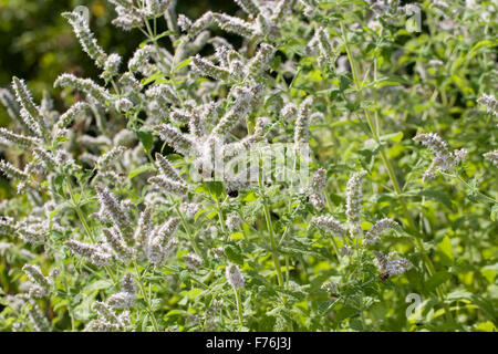 Mojito cubain menthe, menthe, menthe, Bowles, Hainminze Zottige Hain-Minze, Minze, Mentha x villosa, Mentha nemorosa, Mentha niliaca Banque D'Images