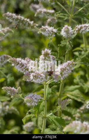 Mojito cubain menthe, menthe, menthe, Bowles, Hainminze Zottige Hain-Minze, Minze, Mentha x villosa, Mentha nemorosa, Mentha niliaca Banque D'Images