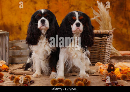 Cavalier King Charles Spaniel, hommes, tricolore, 5 ans et 1 ans|Cavalier King Charles Spaniel, Rueden, tricolore, 5 Jahre onu Banque D'Images