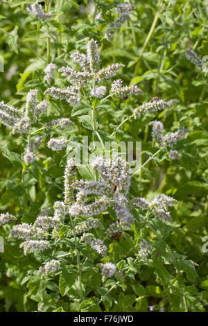 Mojito cubain menthe, menthe, menthe, Bowles, Hainminze Zottige Hain-Minze, Minze, Mentha x villosa, Mentha nemorosa, Mentha niliaca Banque D'Images