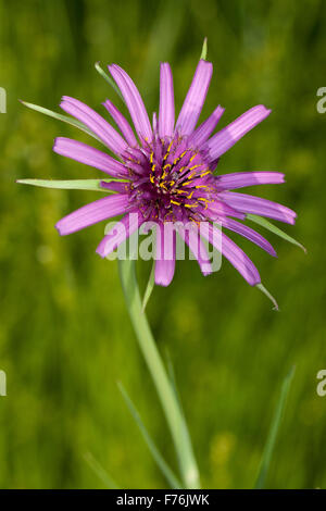 Salsifis, pourpre, barbe, Haferwurzel Haferwurz Habermark Purpur-Bocksbart,,, Tragopogon porrifolius Tragopogon porrifolium, Banque D'Images