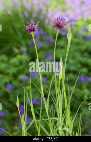 Salsifis, pourpre, barbe, Haferwurzel Haferwurz Habermark Purpur-Bocksbart,,, Tragopogon porrifolius Tragopogon porrifolium, Banque D'Images