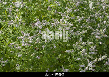 Mojito cubain menthe, menthe, menthe, Bowles, Hainminze Zottige Hain-Minze, Minze, Mentha x villosa, Mentha nemorosa, Mentha niliaca Banque D'Images