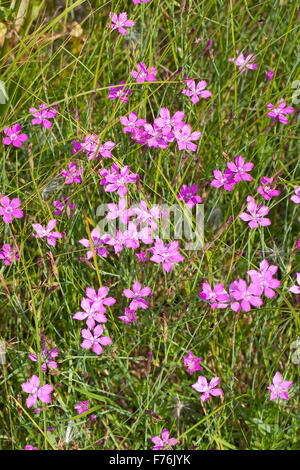 Rose de jeune fille, Maiden-Pink Heide-Nelke Heidenelke,,, Nelke, Dianthus deltoides, l'oeillet à delta, oeillet couché, oeillet glauque Banque D'Images