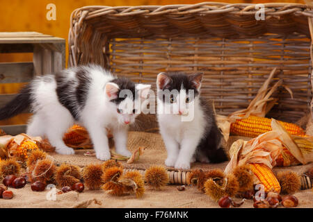 Les chats, chatons, 9 semaines|Hauskatzen, Kaetzchen, 9 Wochen Banque D'Images