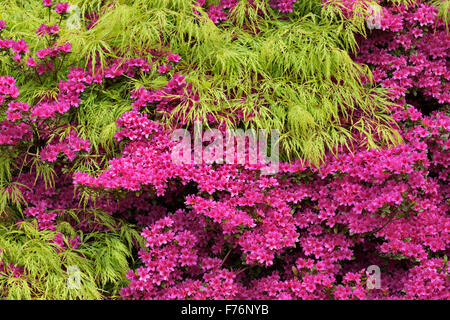 Rhododendron 'Hinodegiri et Acer palmatum Dissectum' Banque D'Images