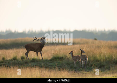 Red Deer / Rothirsch ( Cervus elaphus ) stag, mugir bruyamment, en steppe typique, deux ne l'article suivant. Banque D'Images