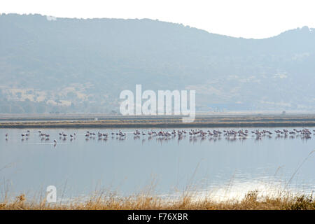 Flamants Roses en bay Kaloni Lesbos, Grèce Banque D'Images