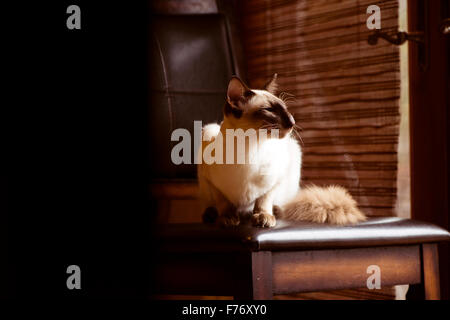 Balinaises chat tranquillement assis sur un tabouret près de la fenêtre Banque D'Images