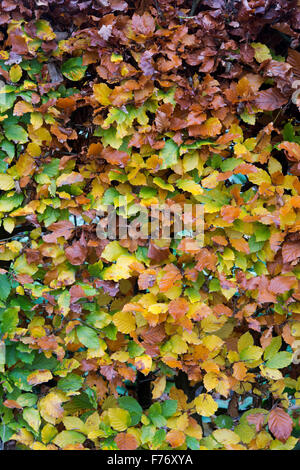 Fagus sylvatica. Haie de hêtre en automne les feuilles montrant le changement de couleur. UK Banque D'Images