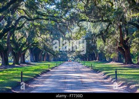 Boone Hall Plantation Charleston, Caroline du Sud. Banque D'Images