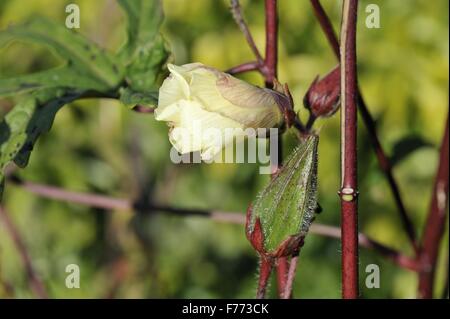 L'okra - Okro - Ladies' les doigts - Bhendi - Bhindi - Gumbo - Bdprh - (Abelmoschus esculentus) -fleurs indigènes de l'Afrique et l'Asie Banque D'Images