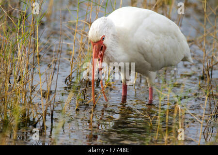 Un Ibis blanc de crachats un mauvais lot de boue. Banque D'Images