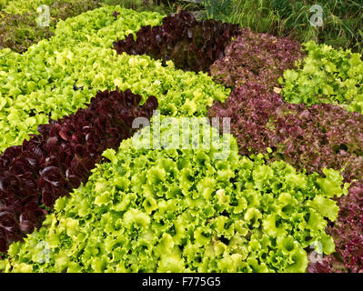 Laitue en feuilles organiques de plus en plus de plants dans le bac, diverses variétés. Banque D'Images