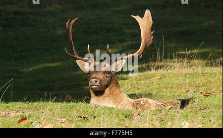 Photo d'un Fallow Buck assis dans un creux Banque D'Images