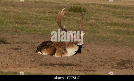 Photo d'un Fallow Buck assis dans un creux Banque D'Images