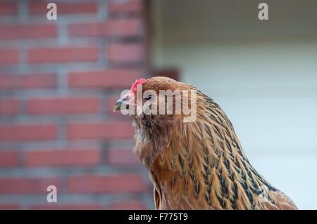 Chicken portrait photographié à Shelton, WA, Mason Comté, USA.